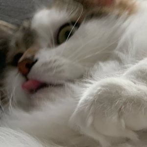 Meet your Posher, Max